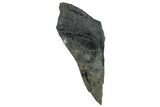 Partial Fossil Megalodon Tooth - South Carolina #268626-1